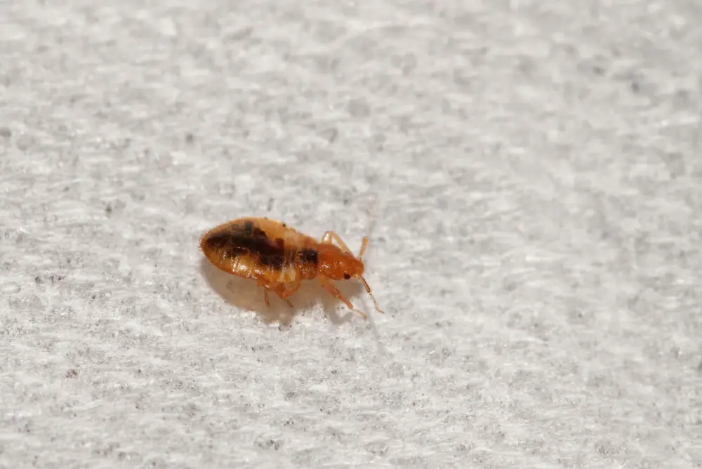 How Do Bed Bugs Travel and Spread?