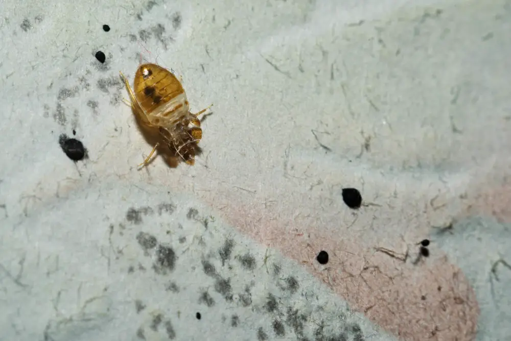 How Do You Know If You Have a Bed Bug Infestation