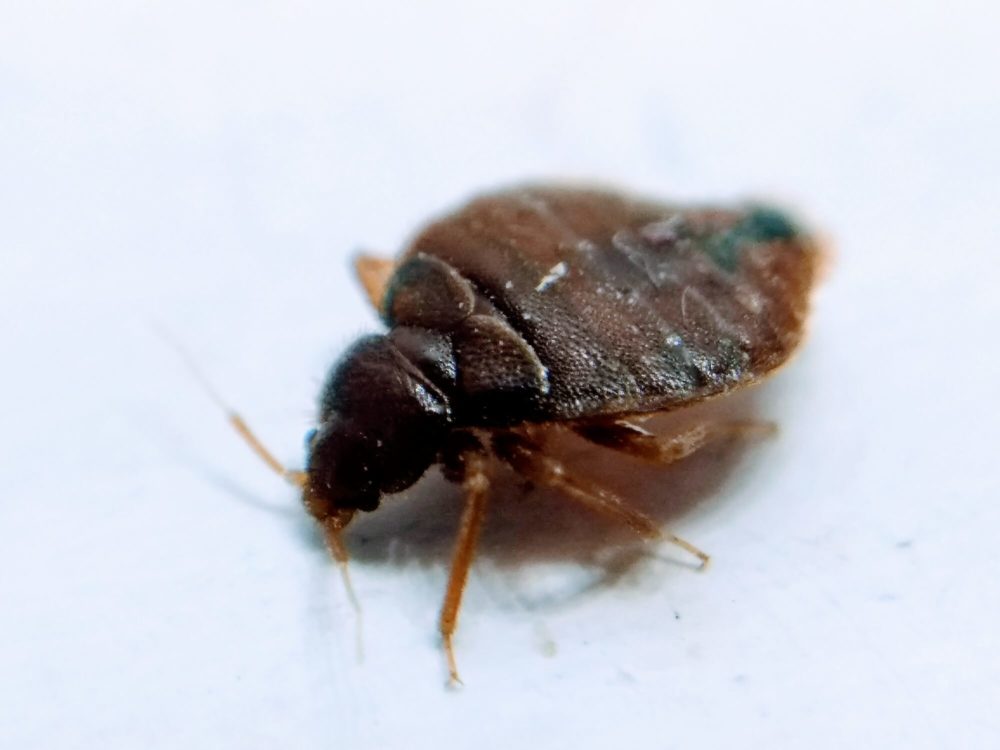 How to Avoid Getting Bed Bugs