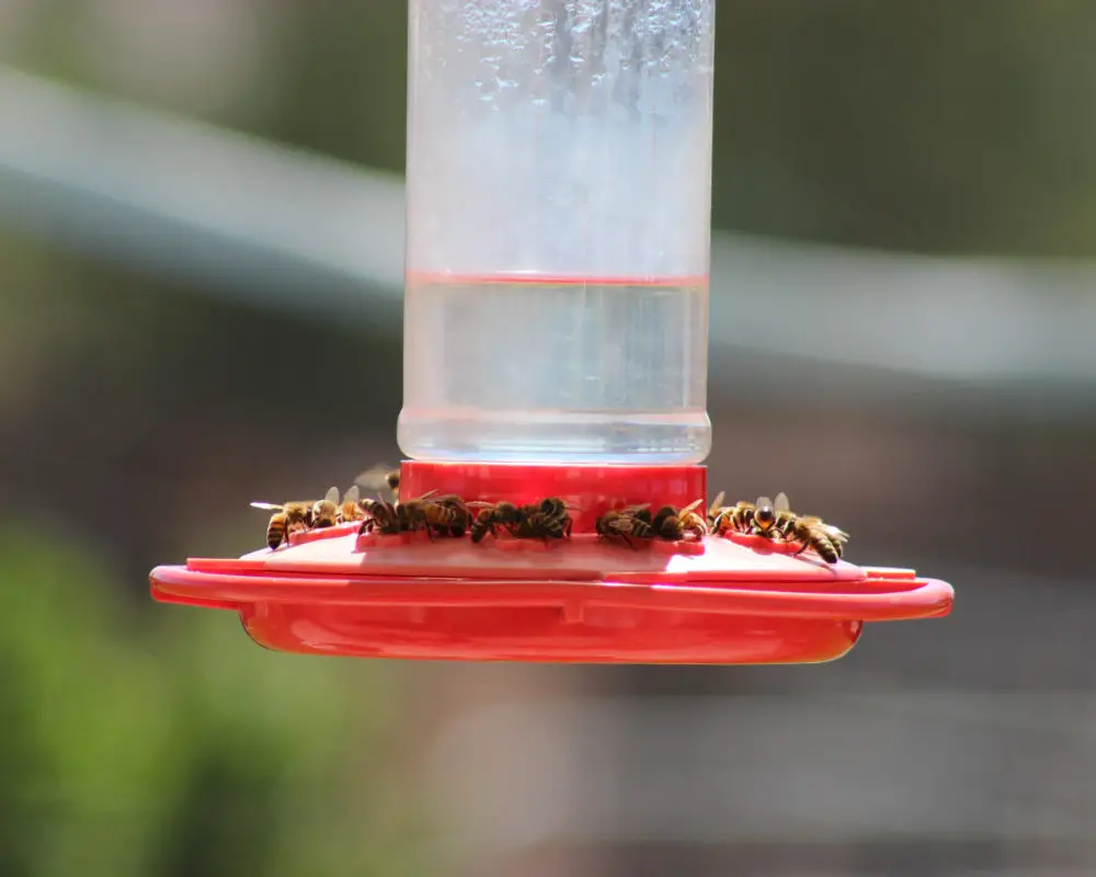 How to Choose a Bee-Proof Hummingbird Feeder?