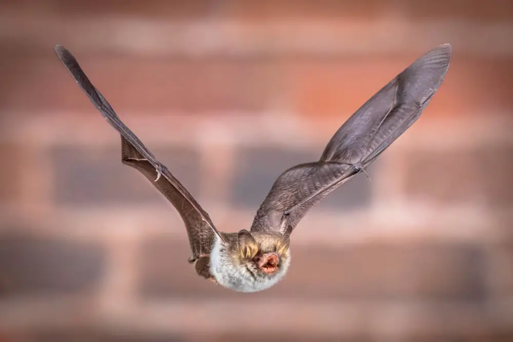 How To Get Bats Out Of The Chimney