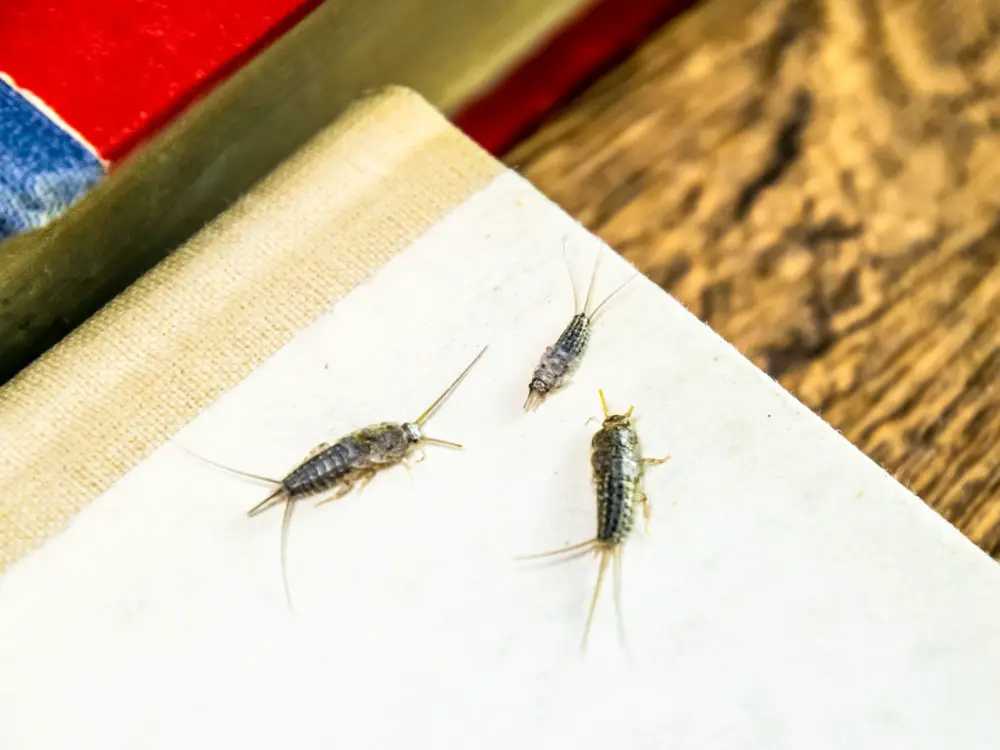 How To Get Rid of Silverfish and Keep Them From Coming Back