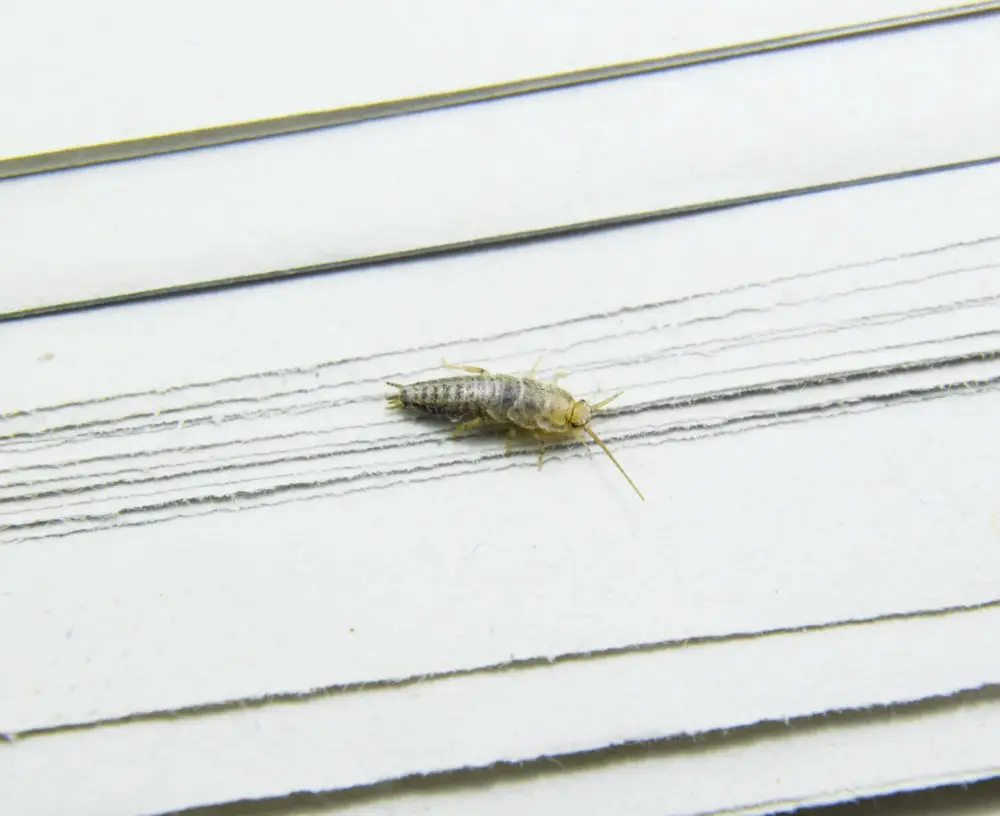 How to Prevent Silverfish Infestations Inside the House? 