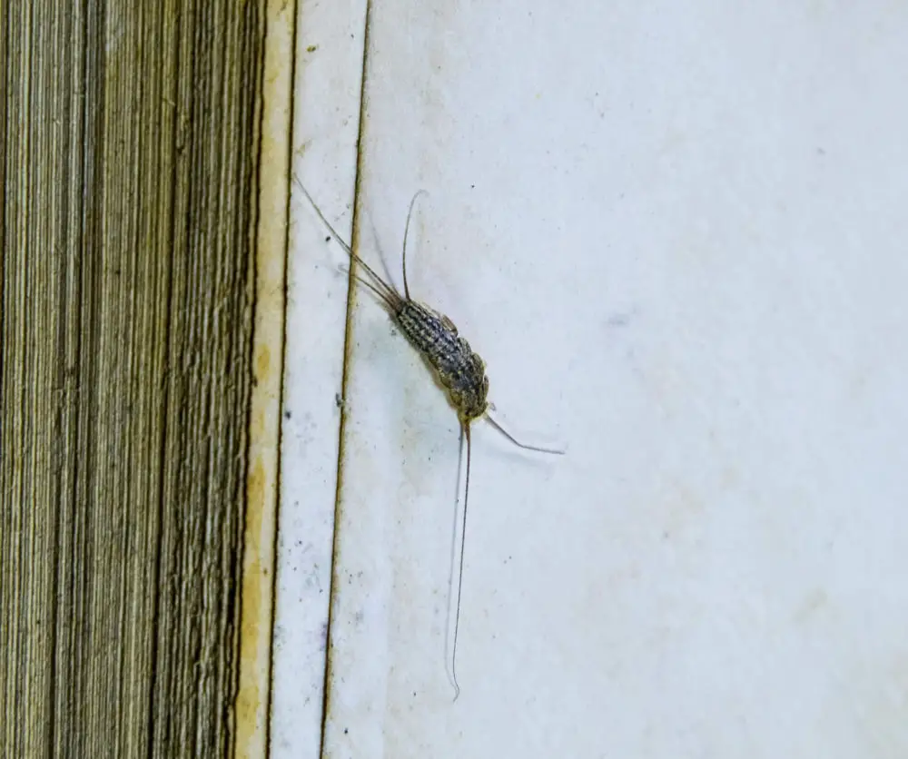 How to Prevent Silverfish Infestations Outside the House?