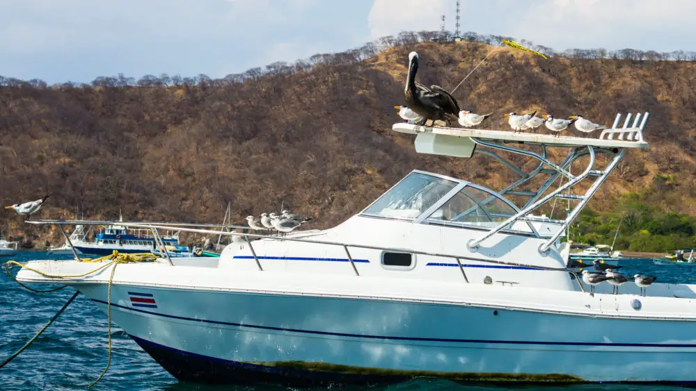Problems that Birds Can Cause on Boats and Docks