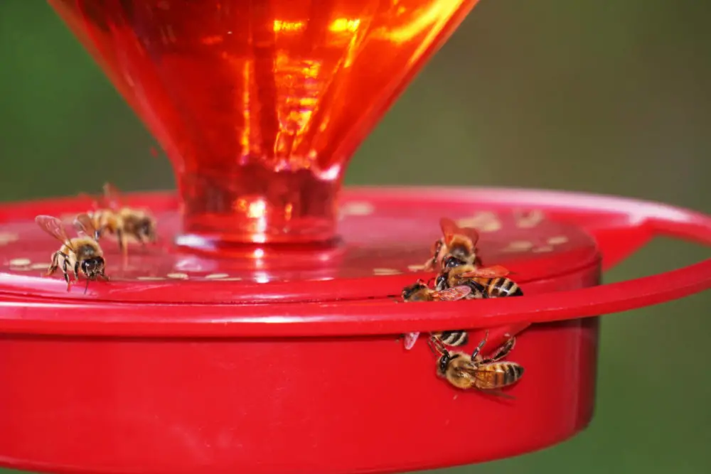 What Are the Natural Ways to Keep Bees from Invading the Hummingbird Feeder?