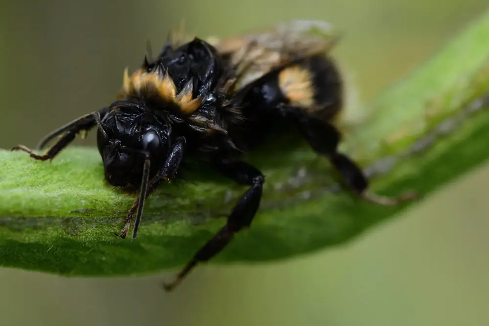What Happens When Bees Get Wet?