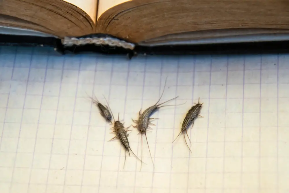 What Problems Can Silverfish Cause?