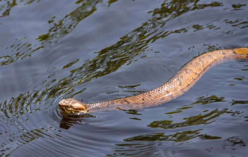 What’s the Difference Between Poisonous and Non-Poisonous Water Snakes?