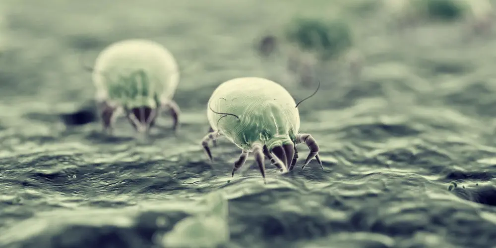 Where Do Dust Mites Come From?