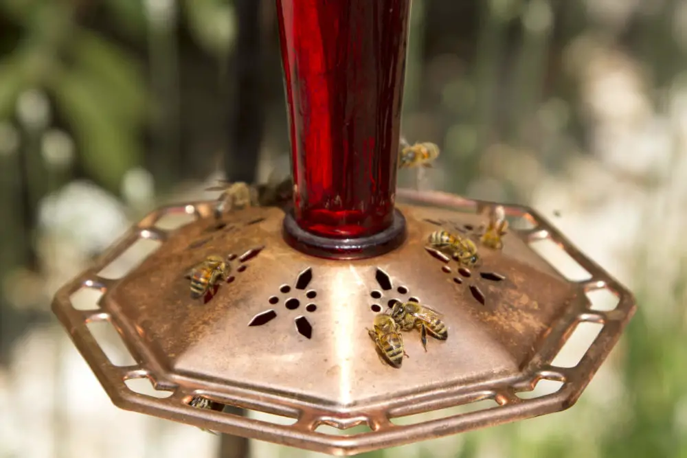 Why Are Bees Swarming the Hummingbird Feeder?