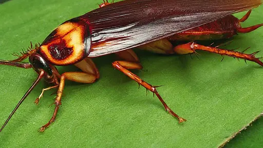 Cockroach on leaf