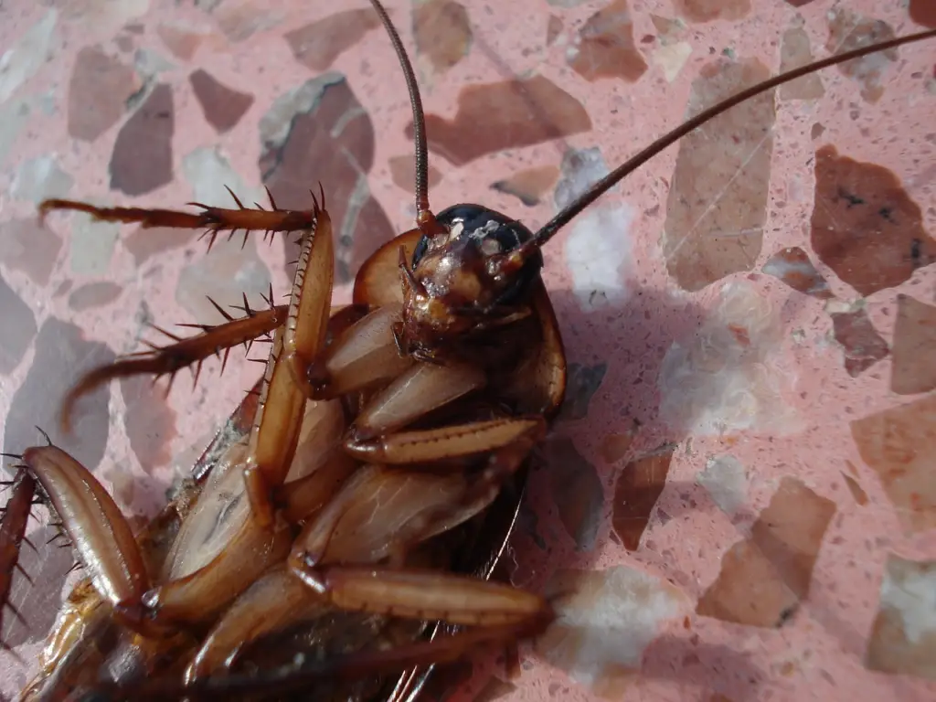 Cockroach dead on floor