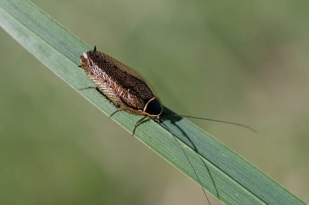 Cockroach on grass