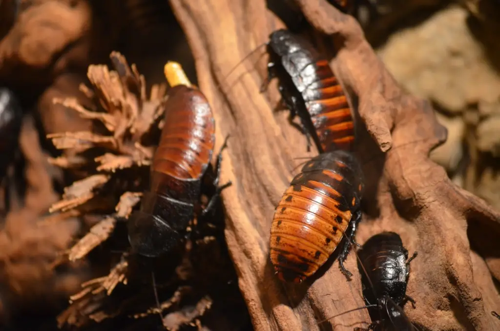 Cockroaches climbing on wood
