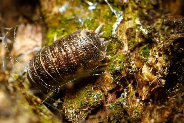Cockroach climbing on moss