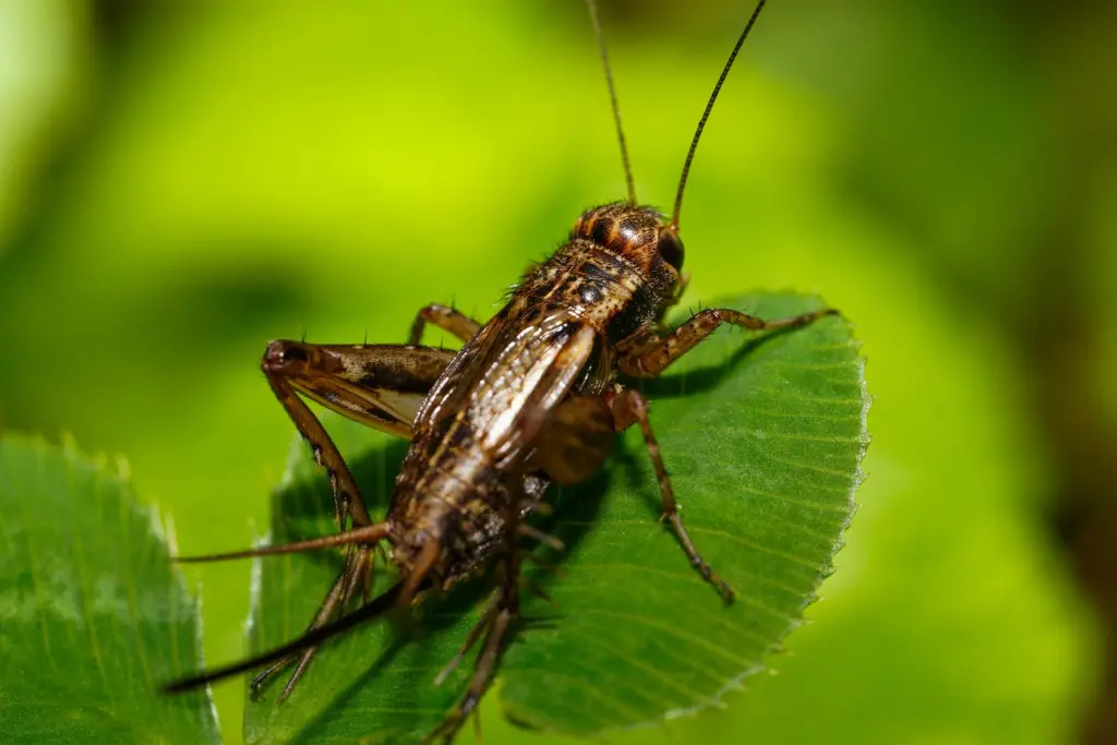 Cricket on leaf