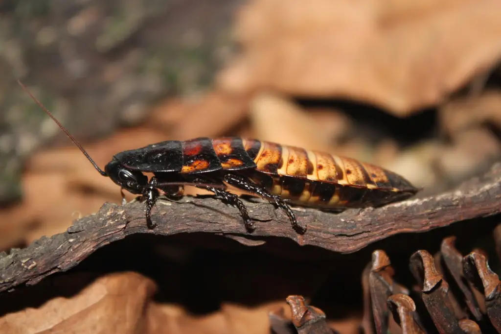 Cockroach on stick