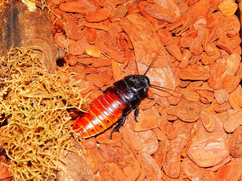 Cockroach in Arizona