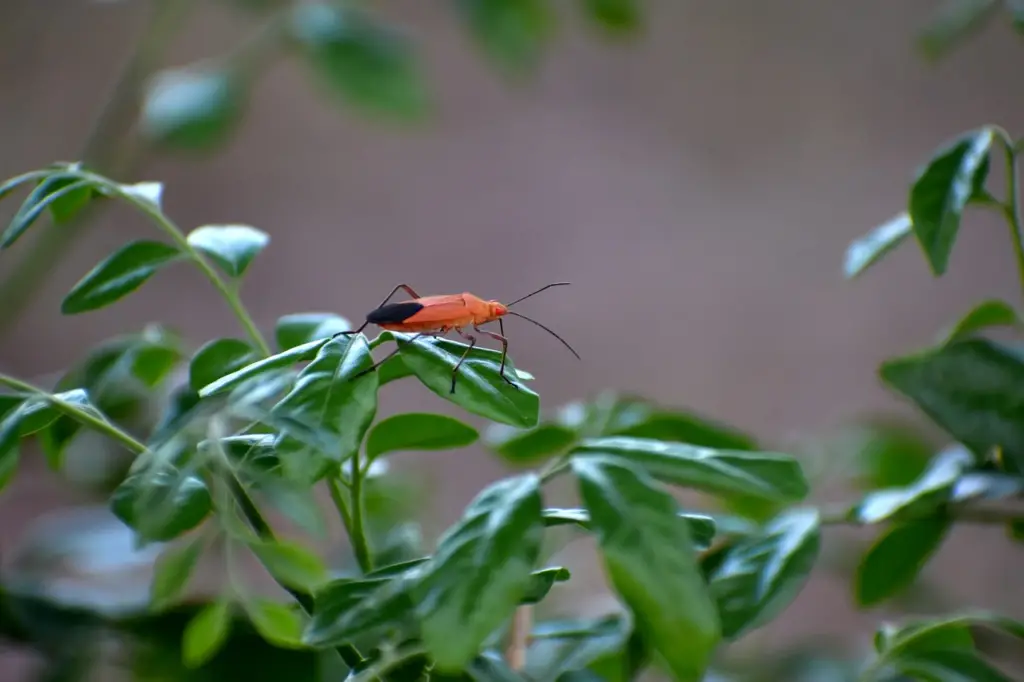 Boxelder bug on leaf