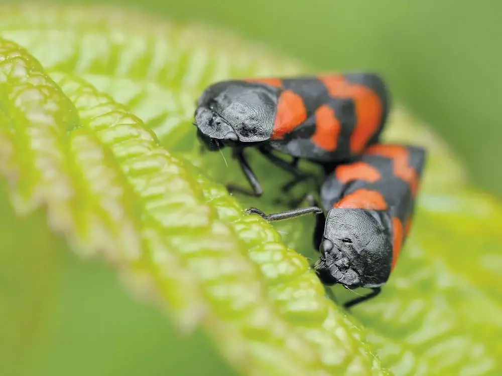 Two boxelder bugs on leaf