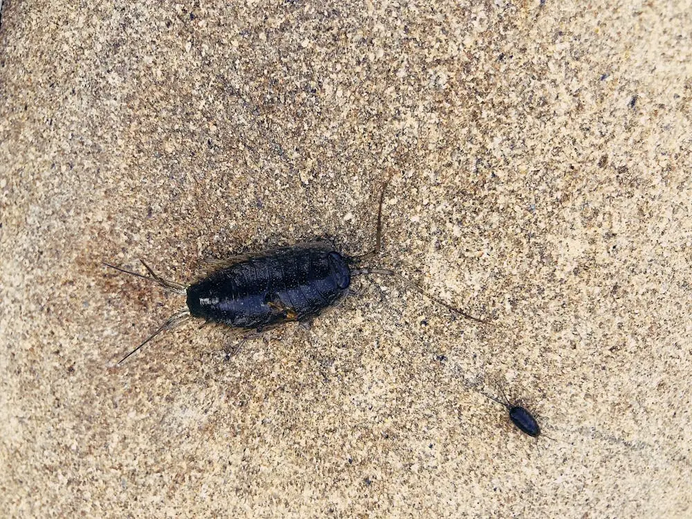 Two cockroaches on floor