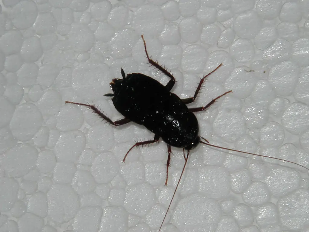Black cockroach