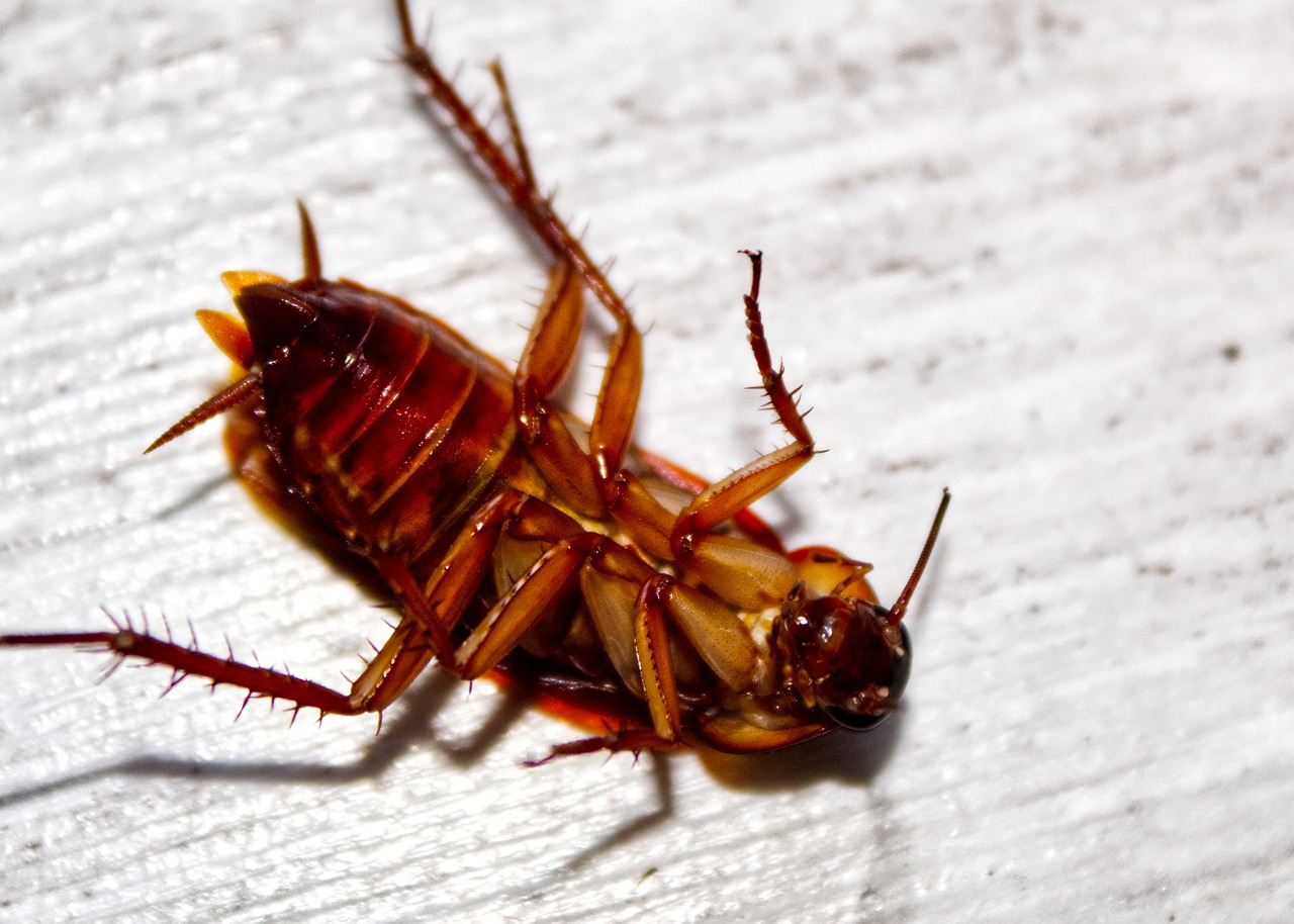 Cockroach dead on back