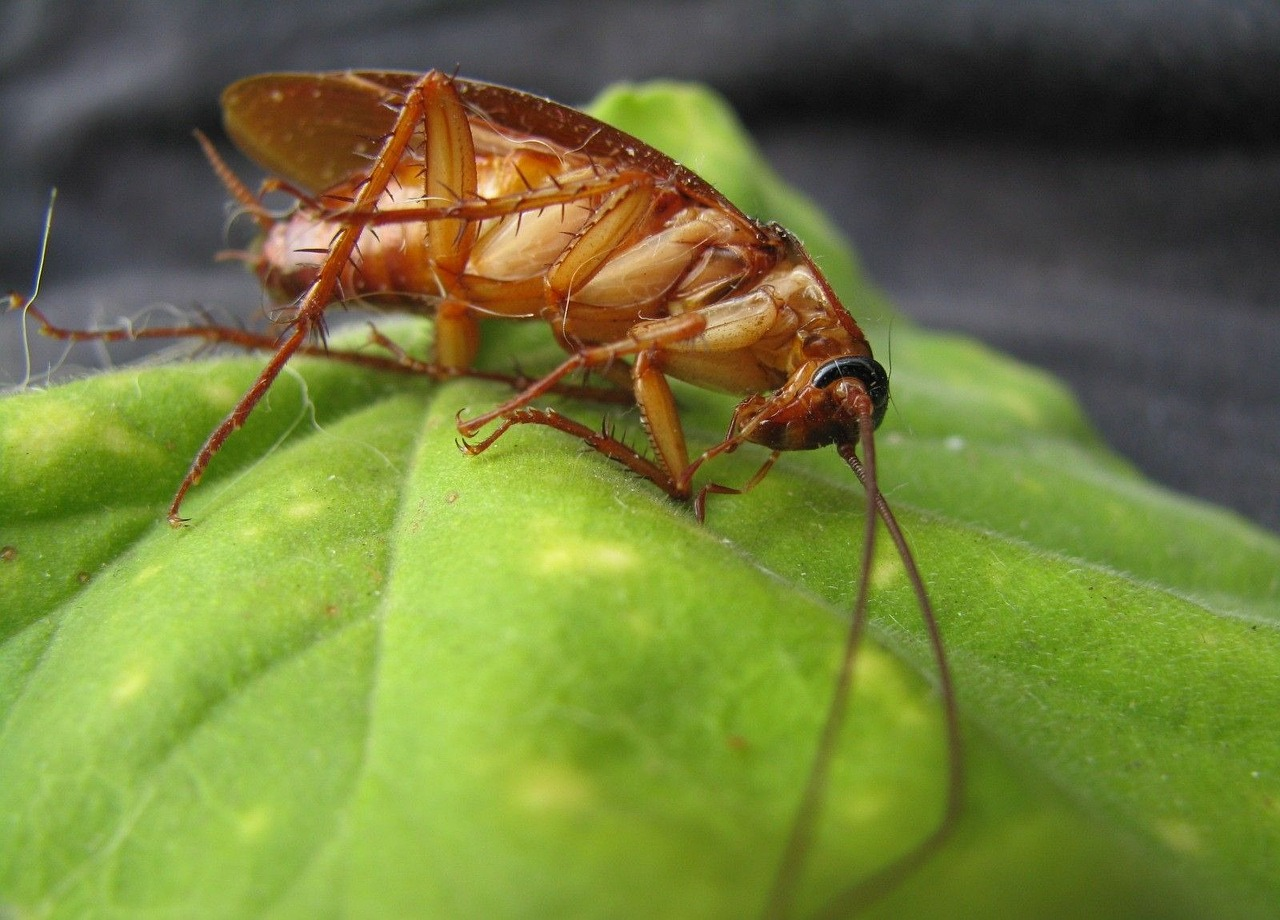 Cockroach dead on leaf