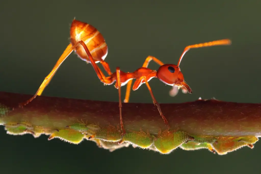 Bull ant crawling on twig