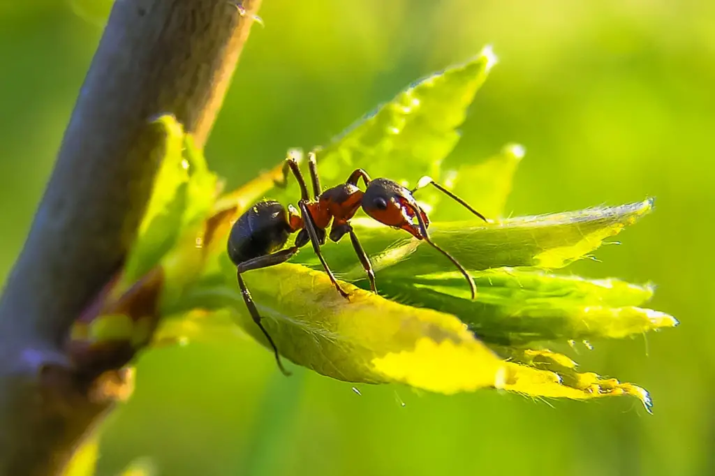 Bull ant on leaf