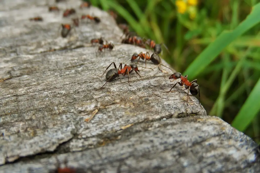 Carpenter ants crawling on wood