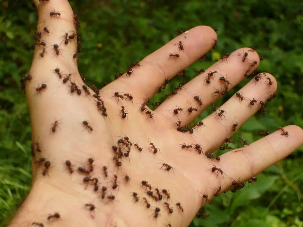 Carpenter ants biting hand