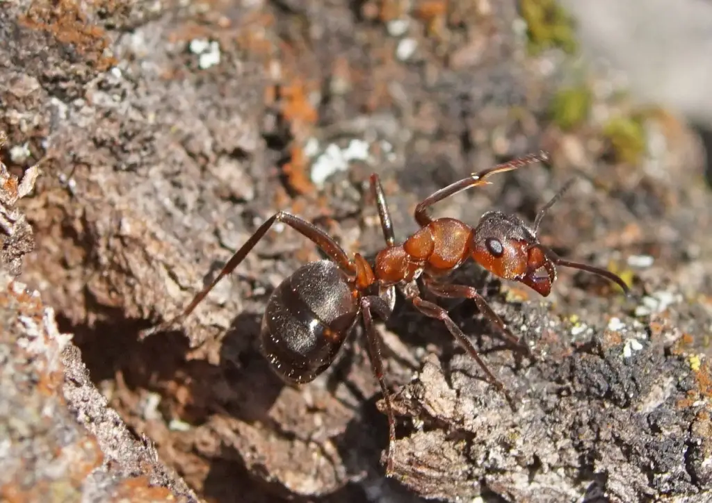 Carpenter ant on wood bark