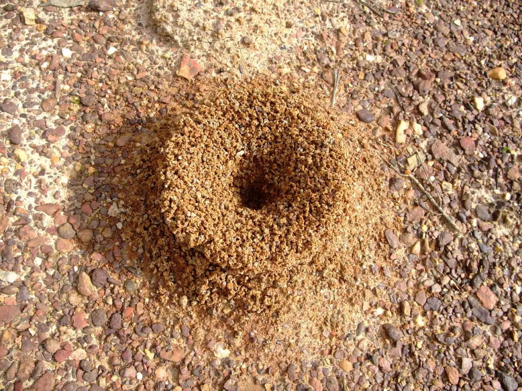 Bull ant nest