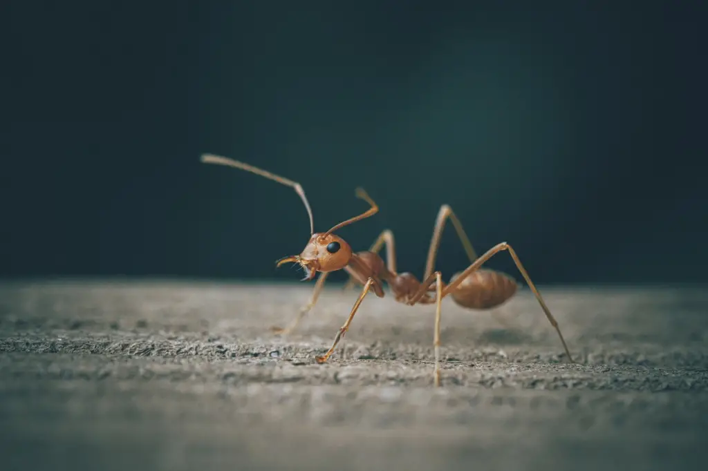 Bull ant on floor