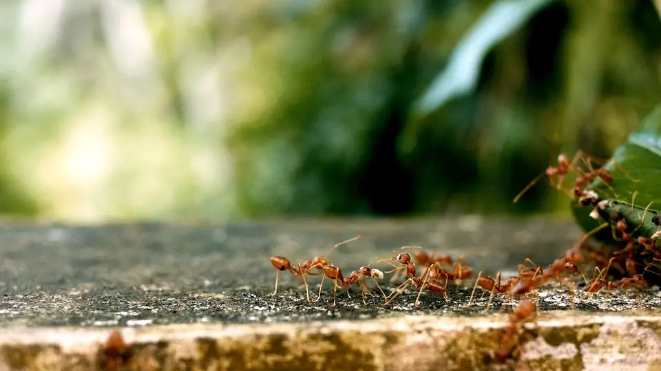 Bull ant infestation