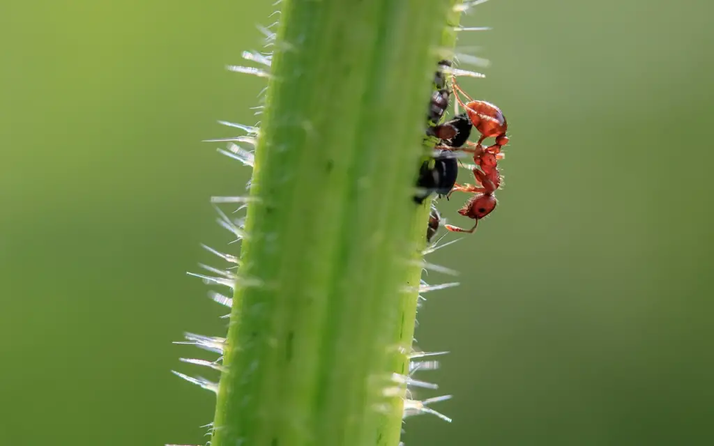 Bull ant on plant