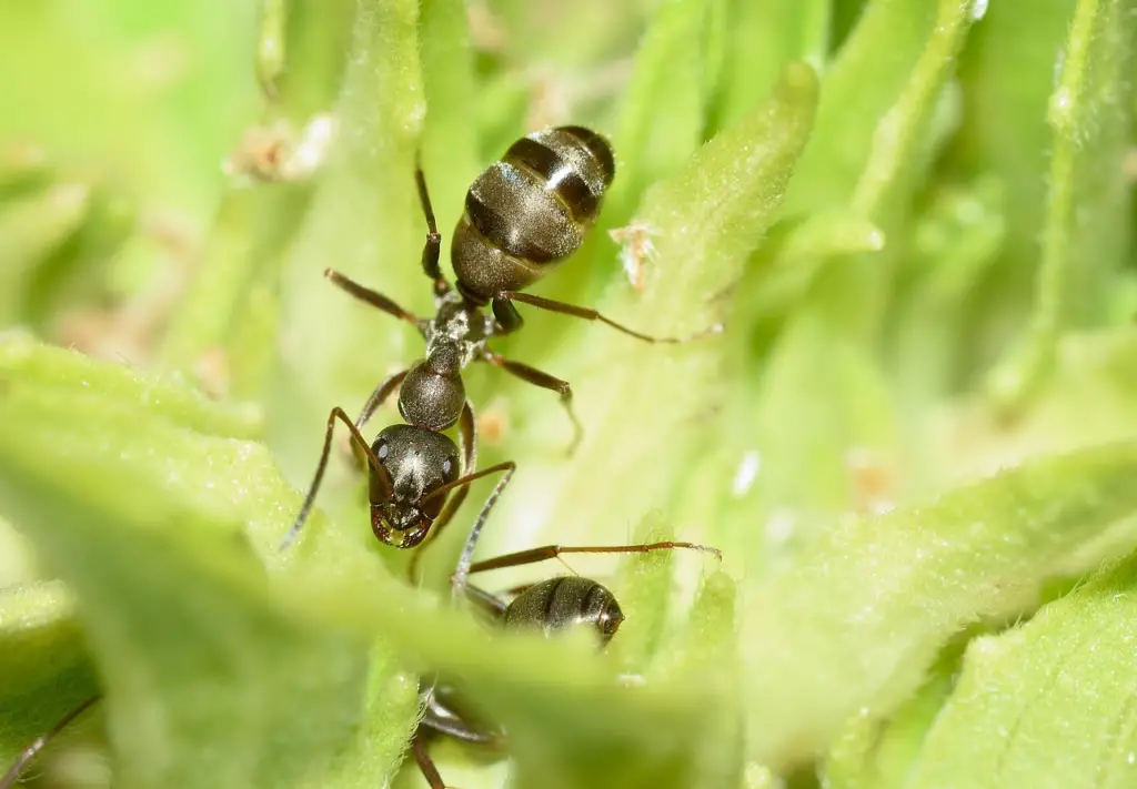 Sugar ant climbing on plant