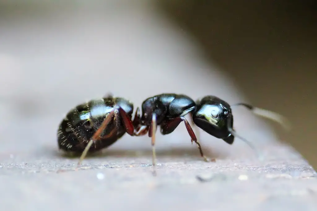 Sugar ant