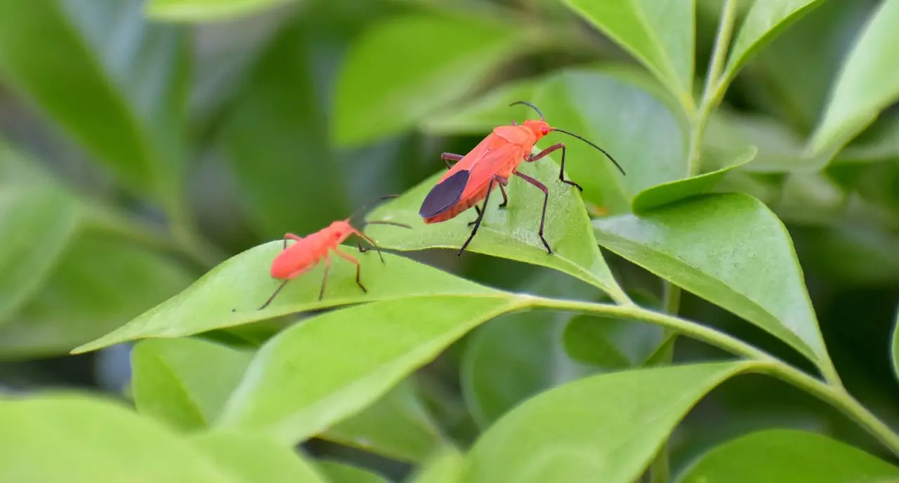 Boxelder bugs climbing on plant