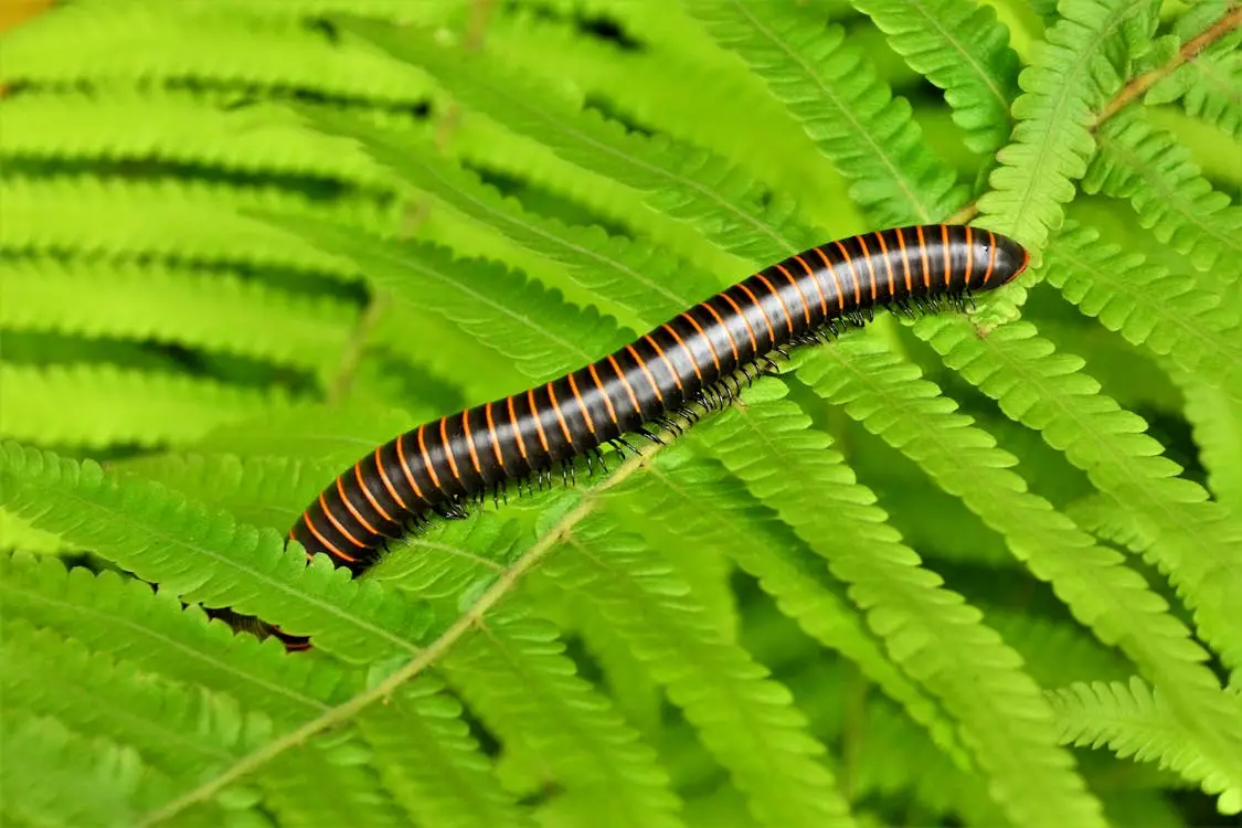 Millipede on leaf